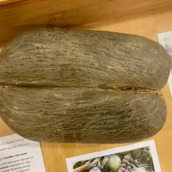 Seišeillipalmi seeme