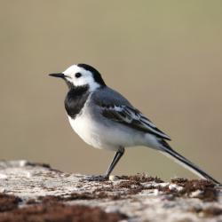 Linavästrik, valge kõhu, musta rinaesise, noka ja seljaga, seisab ja vaatab vasakule poole.