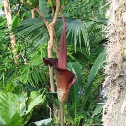 Rivière’i titaanjuure õis