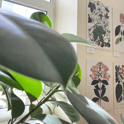 taimeillustratsioonid 