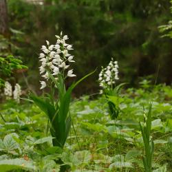 Valge tolmpea metsas Foto: Arto-Randel Servet