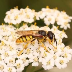 üritused Tartus - Tartu Ülikooli loodusmuuseum ja botaanikaaed