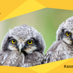 Üleval ja all on kollast värvi sakiline riba, mille peal üleval vasakul on Eesti Ornitoloogiaühingu logo ning all paremal annetamistalgute logo. Keskel on foto kahest kõrvuti seisvast halli värvi kakupojast.