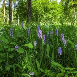 vööthuul-sõrmkäpp Rava tammikus