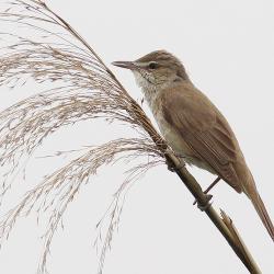 Hallil taustal on kõrs, mille küljes seisab pruunikat värvi väike lind.
