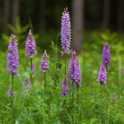 vööthuul-sõrmkäpp Foto autor  Jaak Neljandik