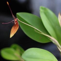 orhidee. foto autor: Katrin Mäeots