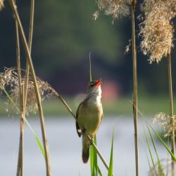 Fotol on taustal uduselt veekogu, eespool mõned pillirookõrred. Ühe kõrre küljes on lahtise nokaga pruunikas lind.