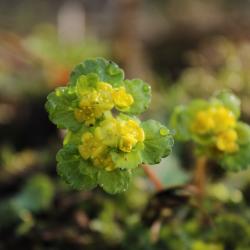 Varakevadel õitsev kollakasroheline lepiklill