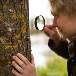 inimene uurib luubiga samblikke puutüvel Foto Märt Kose