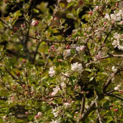 Õitsva õunapuu okste vahel istub ja piilub hall kägu.