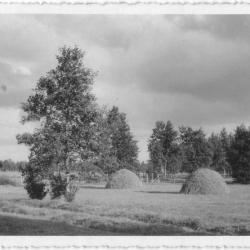 Hiiumaa maastik. Puisniit heinakuhjadega. Hiiumaa Muuseumid SA