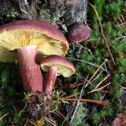samblale on asetatud kaks punaka värvusega seent, kübaraalune kollane