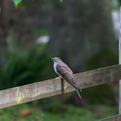 Puust aialati peal istub kägu