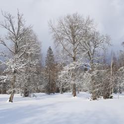 Lumme mattunud puisniit kuus lumiste puudega valgete pilvede ja sinise taeva taustal