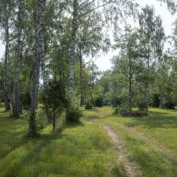 Kahe sõidujäljega tee läheb suvisel rohelisel niidul puude vahelt