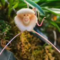 orhideeõis Foto: Katrin Mäeots