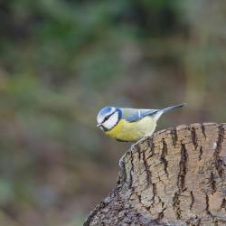 Sinitihane puutüvel