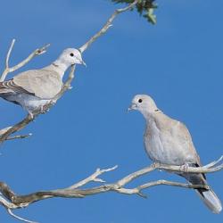 kaelus_turteltuvi_Paul_Chesterfield_RSPB_web