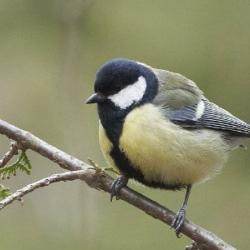 linnviktoriin_20070502_raadi_1699