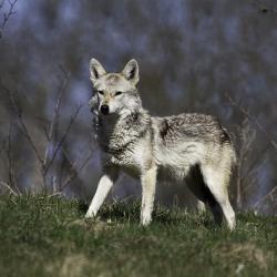 05.04.17_ saakal_Dominik Bartsch