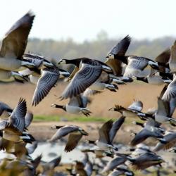 17492783_1177097469079601_2179979875495639142_o