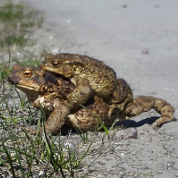 konnad_suurem_5_Vaike