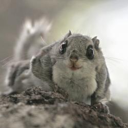 03.05.2017-lendorav-foto-rainar-kurbel-jpg