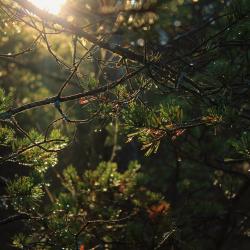 15705257580_ecc86c42c4_o