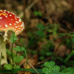 Sügise värvid Foto: K. Pai 620x300