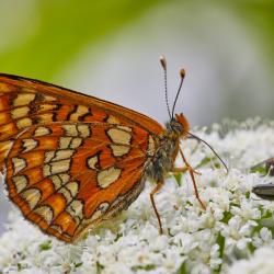 Urmas Tartes 1000x660