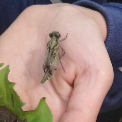 22894327_179016872652078_5070405787931498944_n