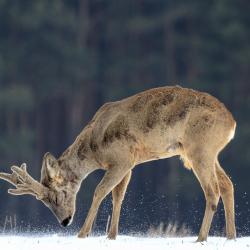 shutterstock_136233947