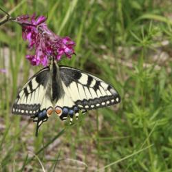 _MG_1851 pasusaba 15 kk
