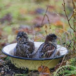Koduvarblaste vannituba Foto Arne Ader