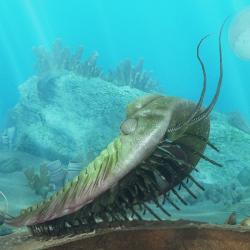 Ediacara-Kambrium_n_04