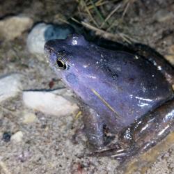 Rabakonn_Ihastest_Kristiina_Kybarsepp (1)