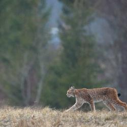 Ilves vihmas_Foto Remo Savisaar