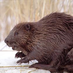 Kobras_Foto Remek Meel