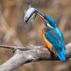 2018_23_10_ptice_jezer4_MatejVranic-768x432