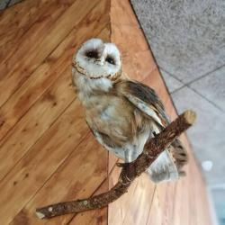 loodusõhtu kakud meil ja mujal