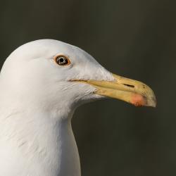 Kajakas_Foto_Veljo Runnel