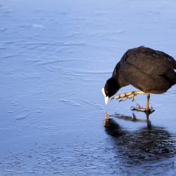 Lauk_Foto Evald Veldemann-min