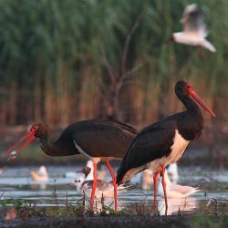 Must toonekurg Tartumaal_juuli 2013_Foto Uku Paal