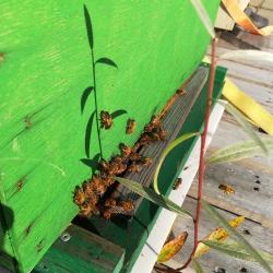 44159745_2272805836298017_6346575170735439872_o