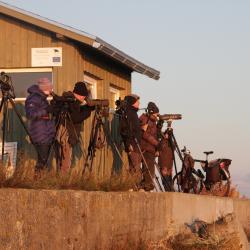 Linnuvaatlejad Põõsaspea neemel. Foto: Margus Ellermaa.