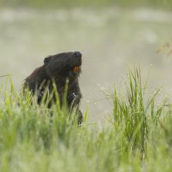 vereta-jahi-voidutoo-koprast_ingmar_muusikus