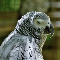 Aafrikahallpapagoi_Ralph