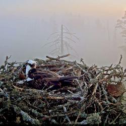 kalakotkas2-2016-05-18-04-53