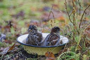 Koduvarblased vannis Foto: Arne Ader